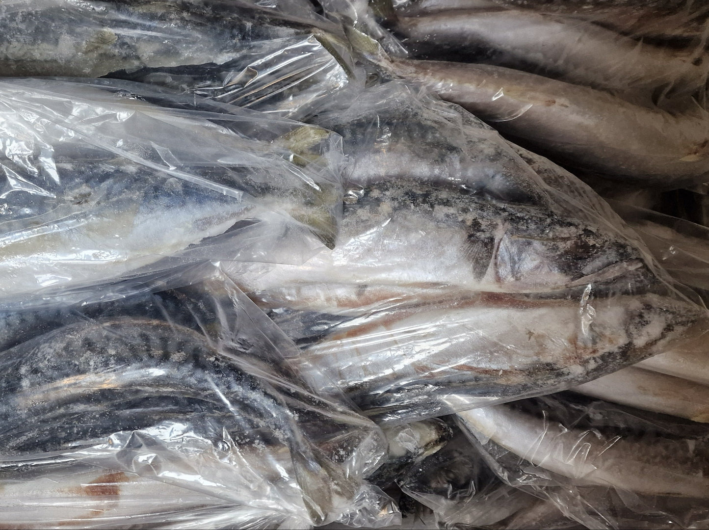 Whole Mackerel (Frozen)
