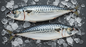 Whole Mackerel (Frozen)