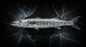 Whole Barracuda (Frozen)