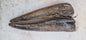 Silver Hake (Frozen)
